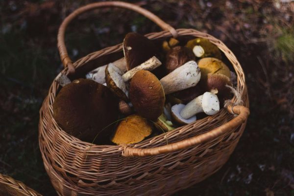 sustainable-lifestyle-urban-foraging